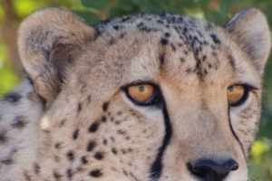 Volontariato in Sudafrica con Cheetah Outreach
